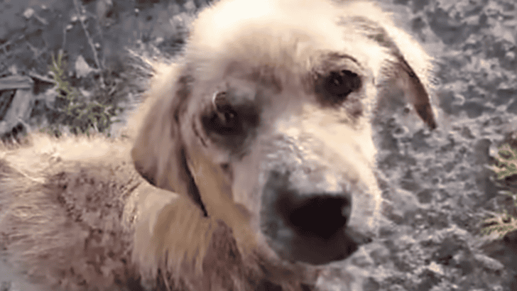 Mangy Street Dog Turns Into A Golden Retriever