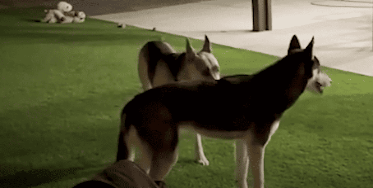 Husky