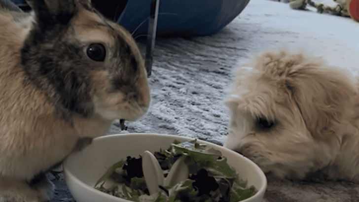 Dog Raised By Bunnies Thinks He’s One Of Them