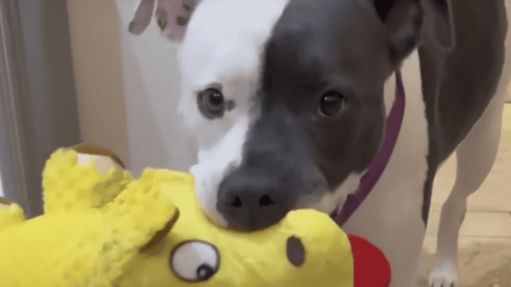 Pittie Who Can’t Stop Suckling On Stuffies Needs A Home