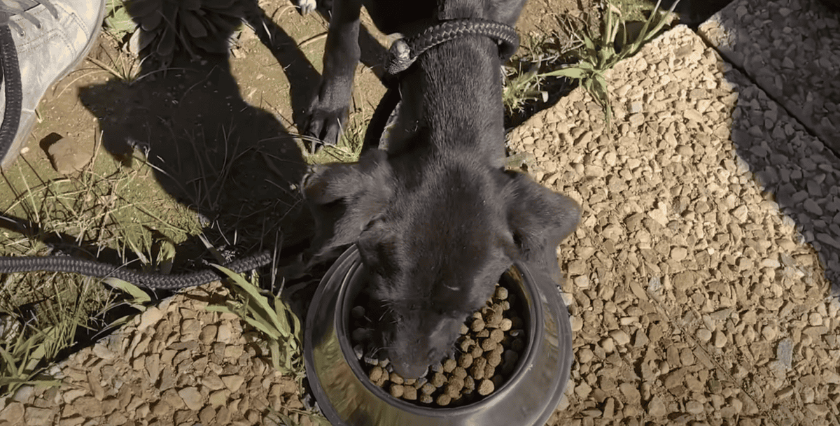 Dog