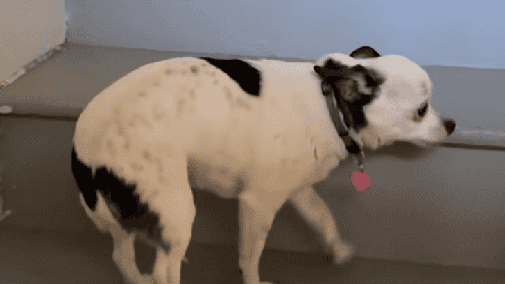 Senior Chihuahua Tells Her Family When It&rsquo;s Time For Bed