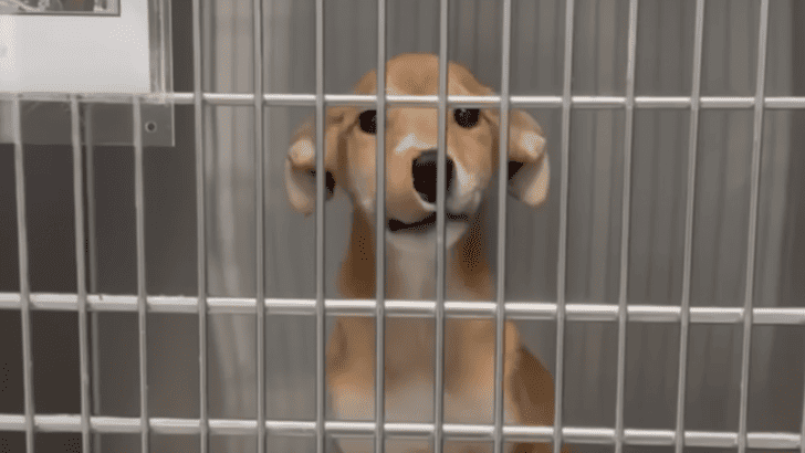 Puppy Who Kept Being Overlooked Gets Rescued At The Last Minute