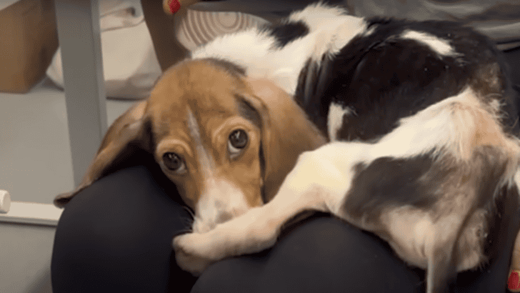Emaciated Beagle Puppy Is Absolutely Thriving Now