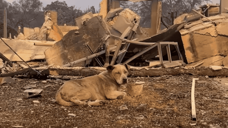 Dog Rescued From Rubble Gets Reunited With Owner