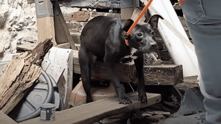 Stray Puppy Rescued From Abandoned Building