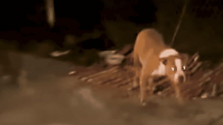 Woman Finds A Pittie Tied Up In The Middle Of The Night