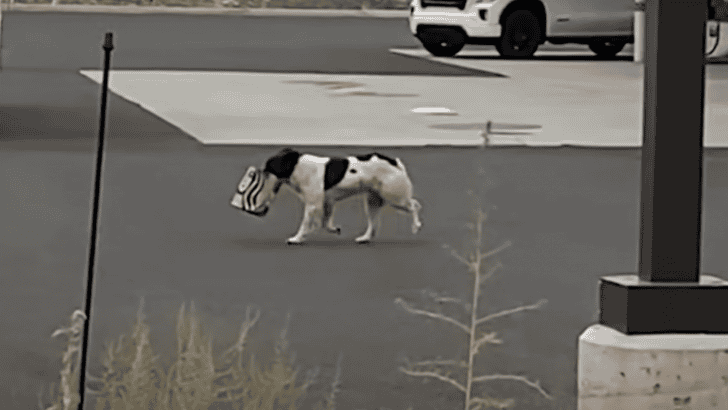 Stray Dog Was Living On Stolen Starbucks In The Grand Canyon