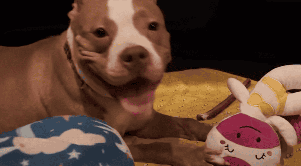 Pittie Tied Up