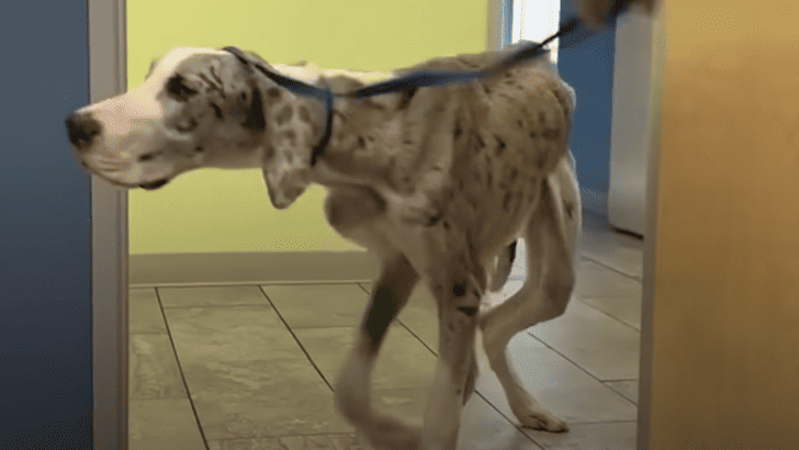 Starving Great Dane Puppy Doubles His Weight