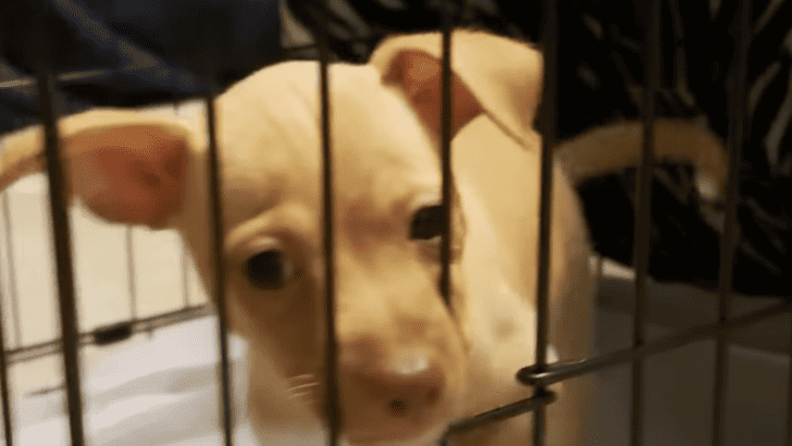 He Saved a Scared Puppy for His Stepson