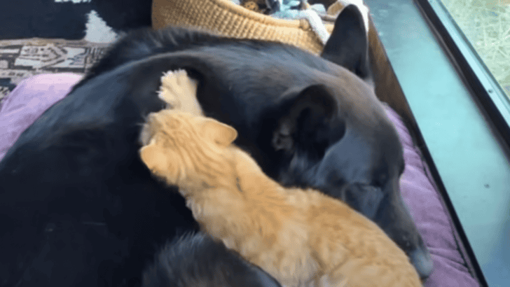 Tiny Kitten Copies Everything German Shepherd Does
