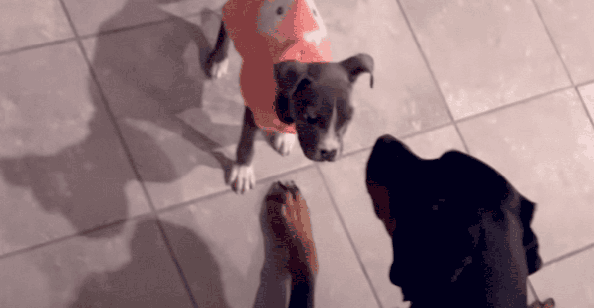 Abandoned Puppy