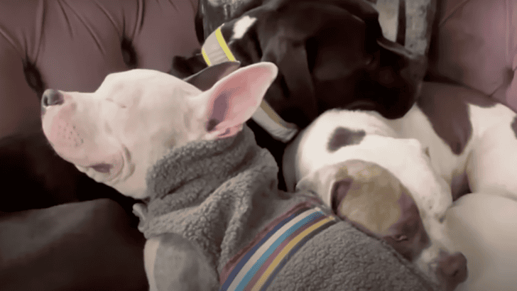 Foster Pittie Sits On His Siblings To Feel Safe