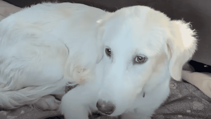 Terrified Great Pyrenees Puppy Learns How To Dog