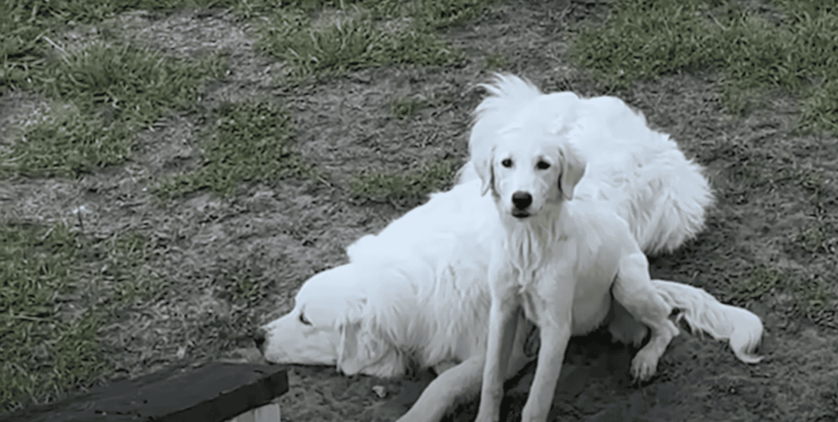 Great Pyrenees Puppy