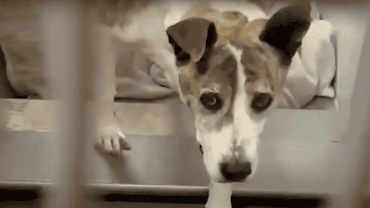 Broken Senior Dog Finally Comes Alive in Her Foster Home