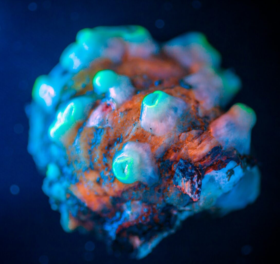 close view of brown and green coral