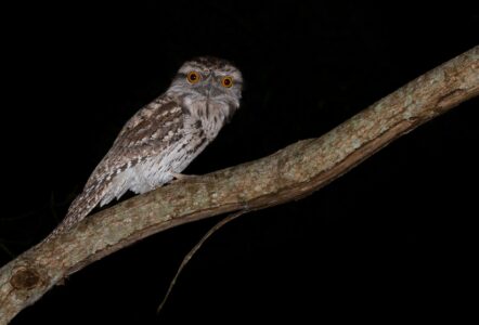 Why Some Animals Can See in Complete Darkness