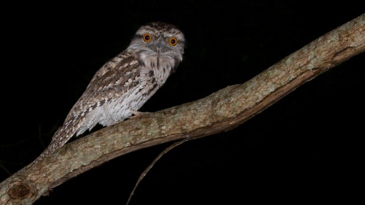 Why Some Animals Can See in Complete Darkness