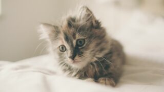 close up photo of kitten lying on white textile