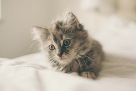 13 Cat Breeds With Amazingly Unique Personalities
