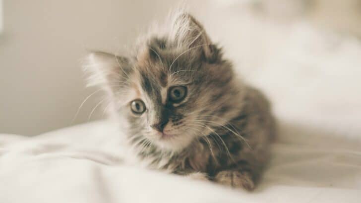13 Cat Breeds With Amazingly Unique Personalities