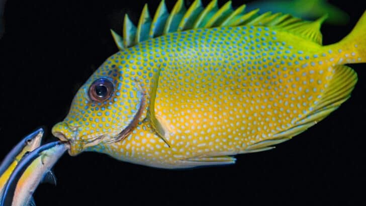 How Some Fish Can Breathe Both Underwater and on Land
