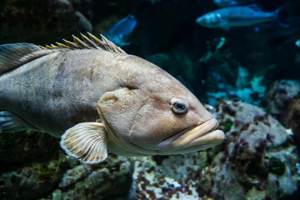 The Animal With the Most Offspring at Once Can Lay Millions of Eggs