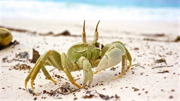 The Most Aggressive Crabs Storming U.S. Beaches
