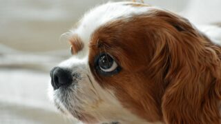 white and brown long coated small dog