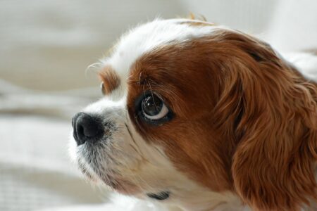 13 Popular Dog Breeds Vets Secretly Wish You&rsquo;d Stop Choosing