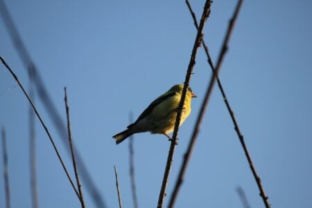 How Vampire Finches Drink Blood to Survive