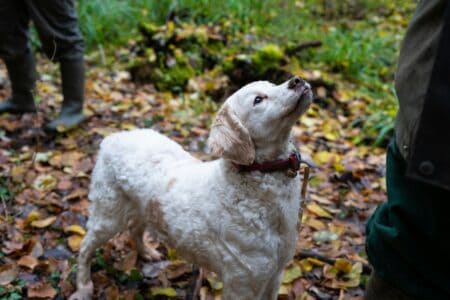13 Gentle Dog Breeds (Big and Small) That Wouldn&rsquo;t Hurt A Fly