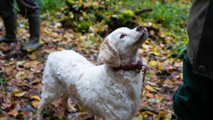 13 Gentle Dog Breeds (Big and Small) That Wouldn&rsquo;t Hurt A Fly