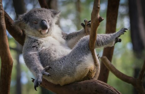 13 Differences Between Koalas and Other Marsupials
