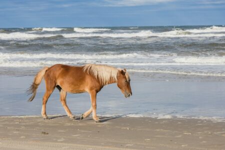 Wild Horses Still Roam the Outer Banks of North Carolina, and Their Origins Are a Mystery
