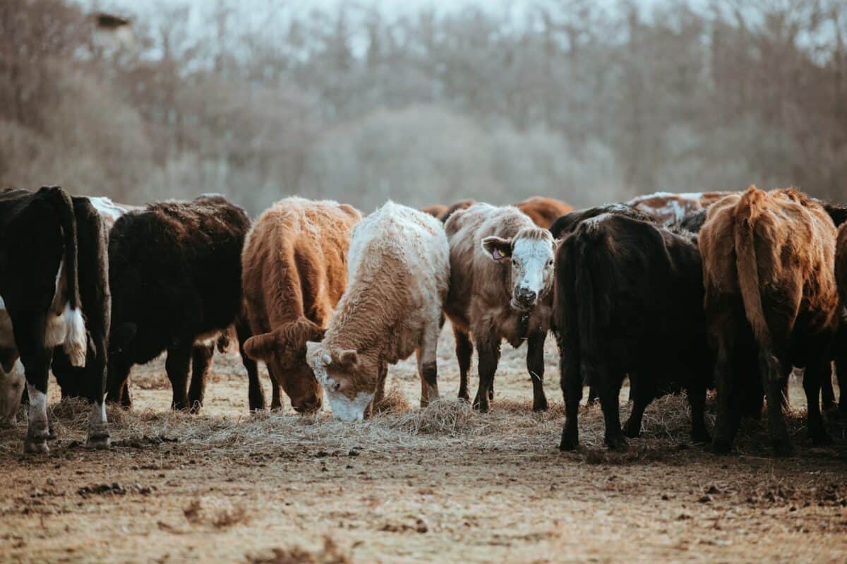 herd of brown and white cattles