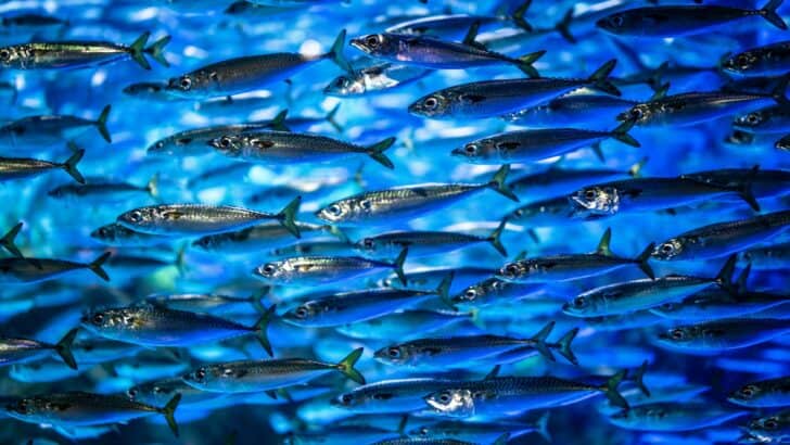 Do Fish Feel Pain? Science Finally Has an Answer