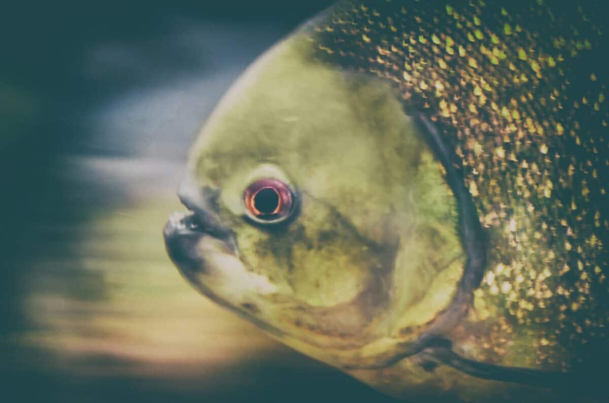 A close up of a Piranha