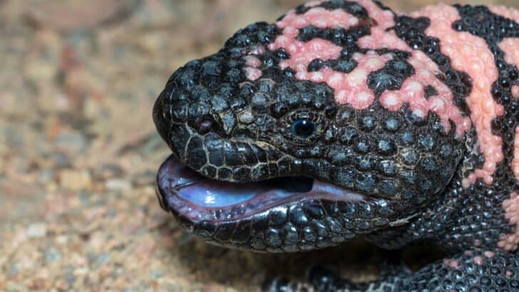 13 Creatures That Can Go Months Without Eating