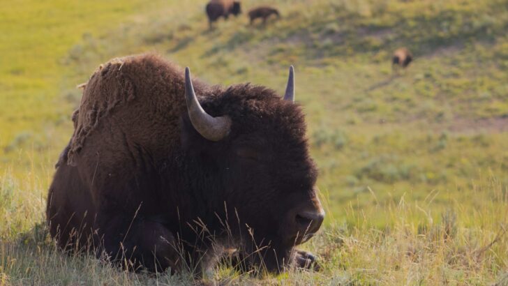 A Perfectly Preserved Ice Age Bison Was Just Discovered