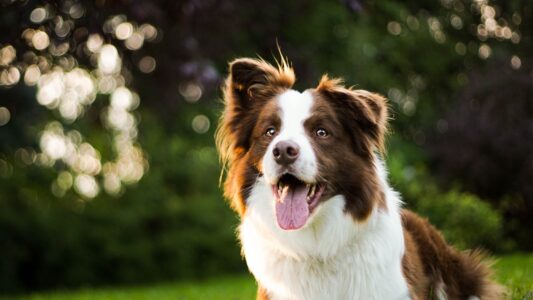 10 Pet Breeds That Get Researched Before Being Adopted