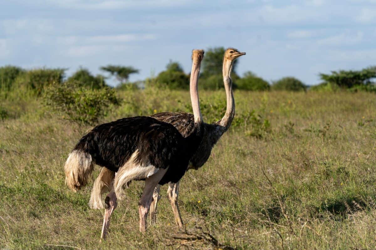 An ostrich is standing in a grassy field