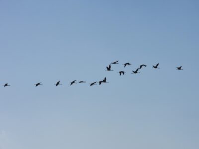 Why Birds Are Singing New Songs Across America
