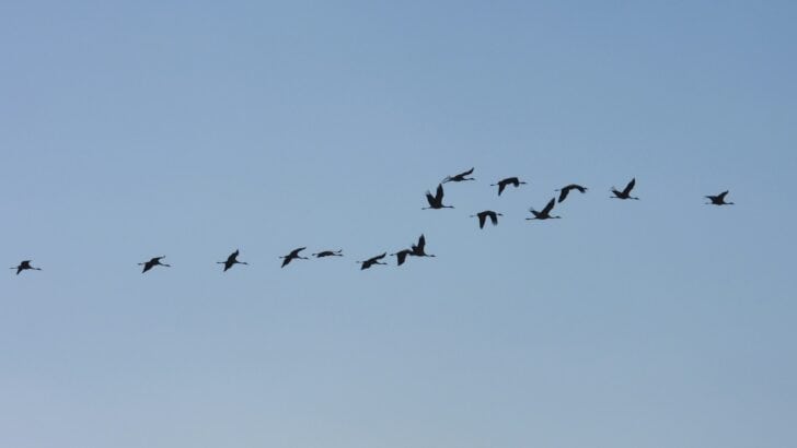 Why Birds Are Singing New Songs Across America