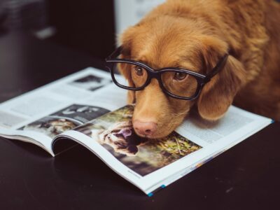 15 Smartest Dog Breeds (According to Experts)
