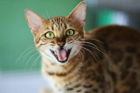 12 Ways to Tell If Your Cat Is Secretly Stressed