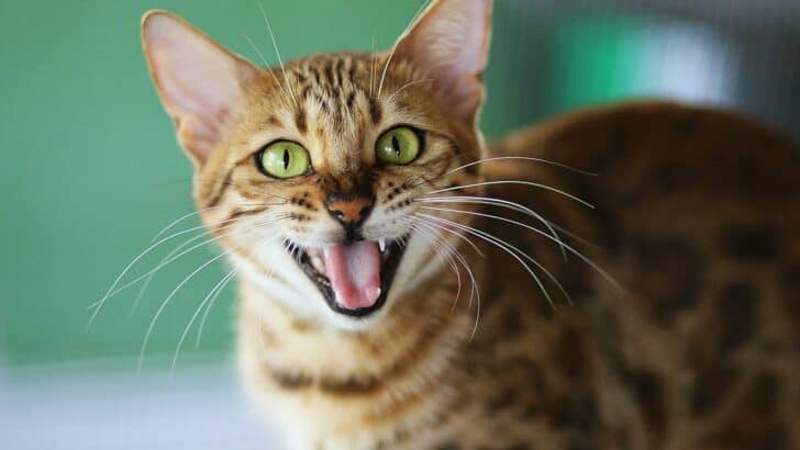 8 Ways Cats Communicate Love &mdash; And 2 They Use When Mad