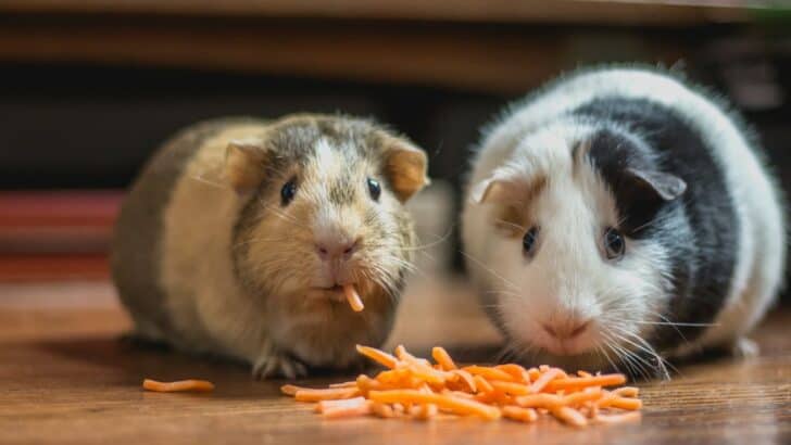 What a Hamster&rsquo;s Squeaks Really Mean